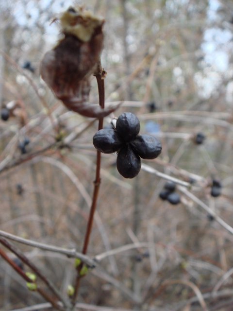 Rhodotypos scandens fruits P1C